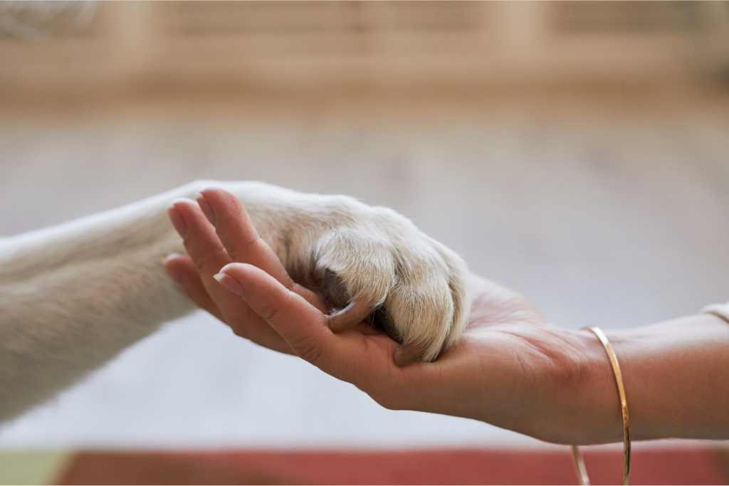 Pet Therapy